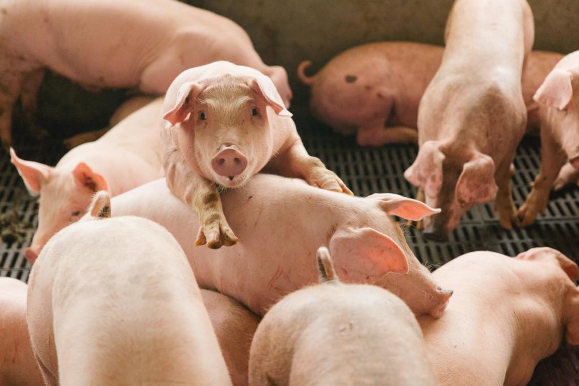 他將豬欄升高,加置隔網,排泄物便會自然流到網下,保持豬欄清潔。