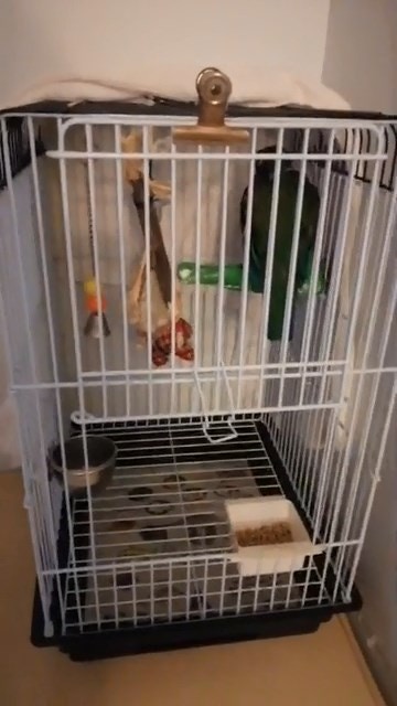 女主人事後開live直播,澄清鸚鵡安然無恙。(facebook影片截圖) 女主人事後開live直播,澄清鸚鵡安然無恙。(facebook影片截圖)