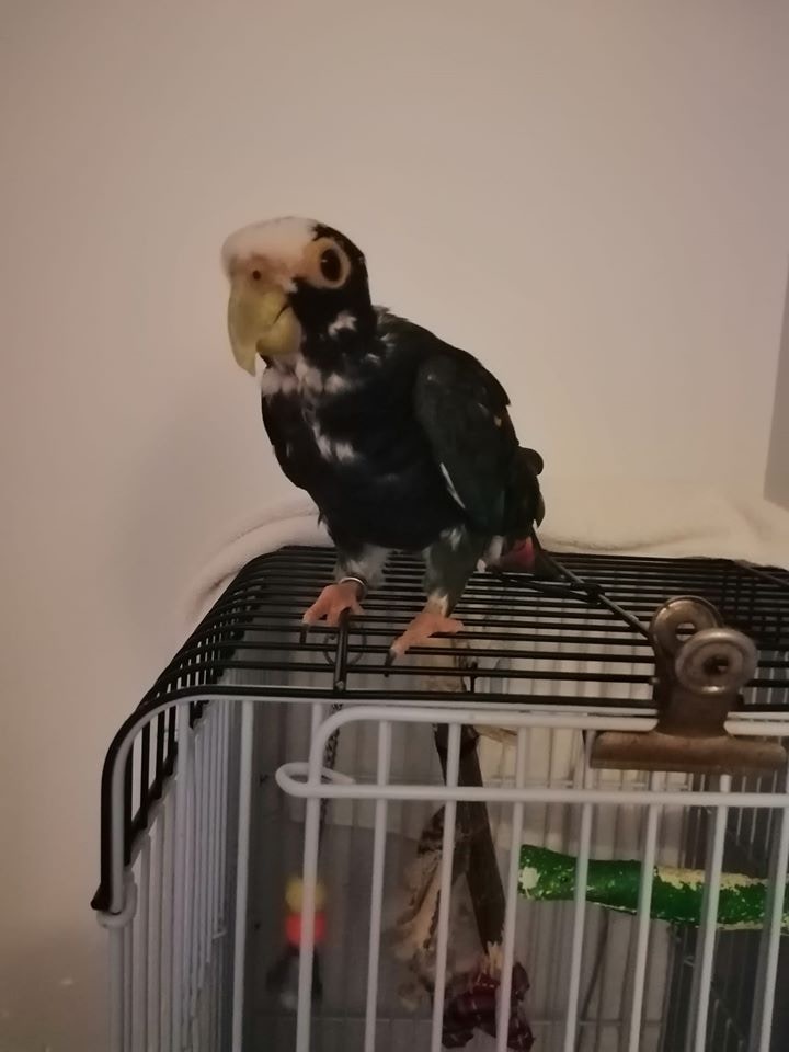 女主人事後發帖澄清鸚鵡安全。(facebook圖片) 女主人事後發帖澄清鸚鵡安全。(facebook圖片)
