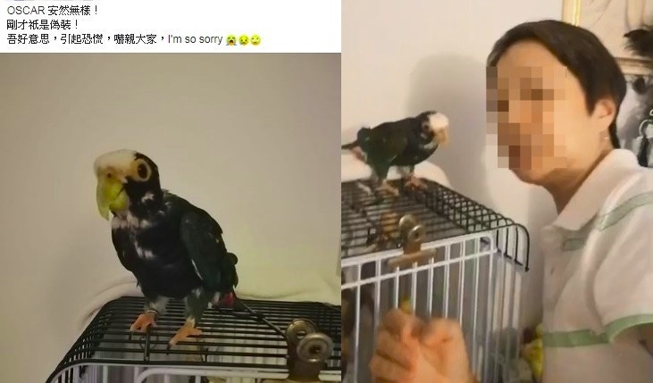 女主人Sheron表示,會帶同鸚鵡親身報警。 女主人Sheron表示,會帶同鸚鵡親身報警。