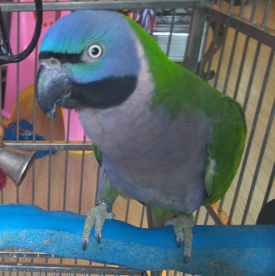 女主人Sheron指最多曾飼養3隻鸚鵡,包括相中藍頭黑嘴的「Lana」。(facebook圖片) 女主人Sheron指最多曾飼養3隻鸚鵡,包括相中藍頭黑嘴的「Lana」。(facebook圖片)