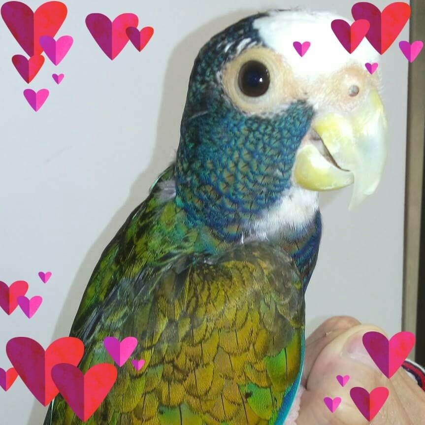 女主人Sheron指最多曾飼養3隻鸚鵡,包括今次事件主角、白額肉色嘴「Oscar」。(facebook圖片) 女主人Sheron指最多曾飼養3隻鸚鵡,包括今次事件主角、白額肉色嘴「Oscar」。(facebook圖片)