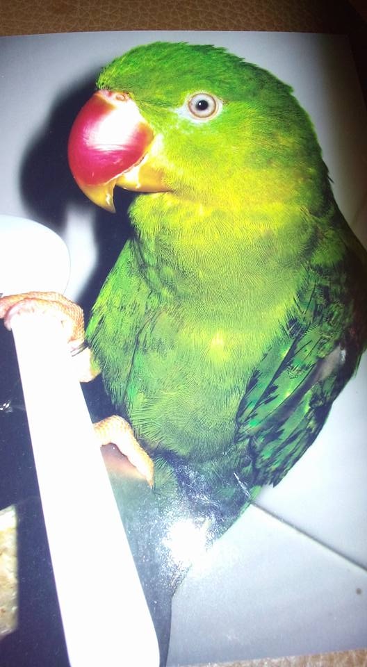 女主人Sheron指最多曾飼養3隻鸚鵡,包括相中紅嘴的「傻B」。(facebook圖片) 女主人Sheron指最多曾飼養3隻鸚鵡,包括相中紅嘴的「傻B」。(facebook圖片)