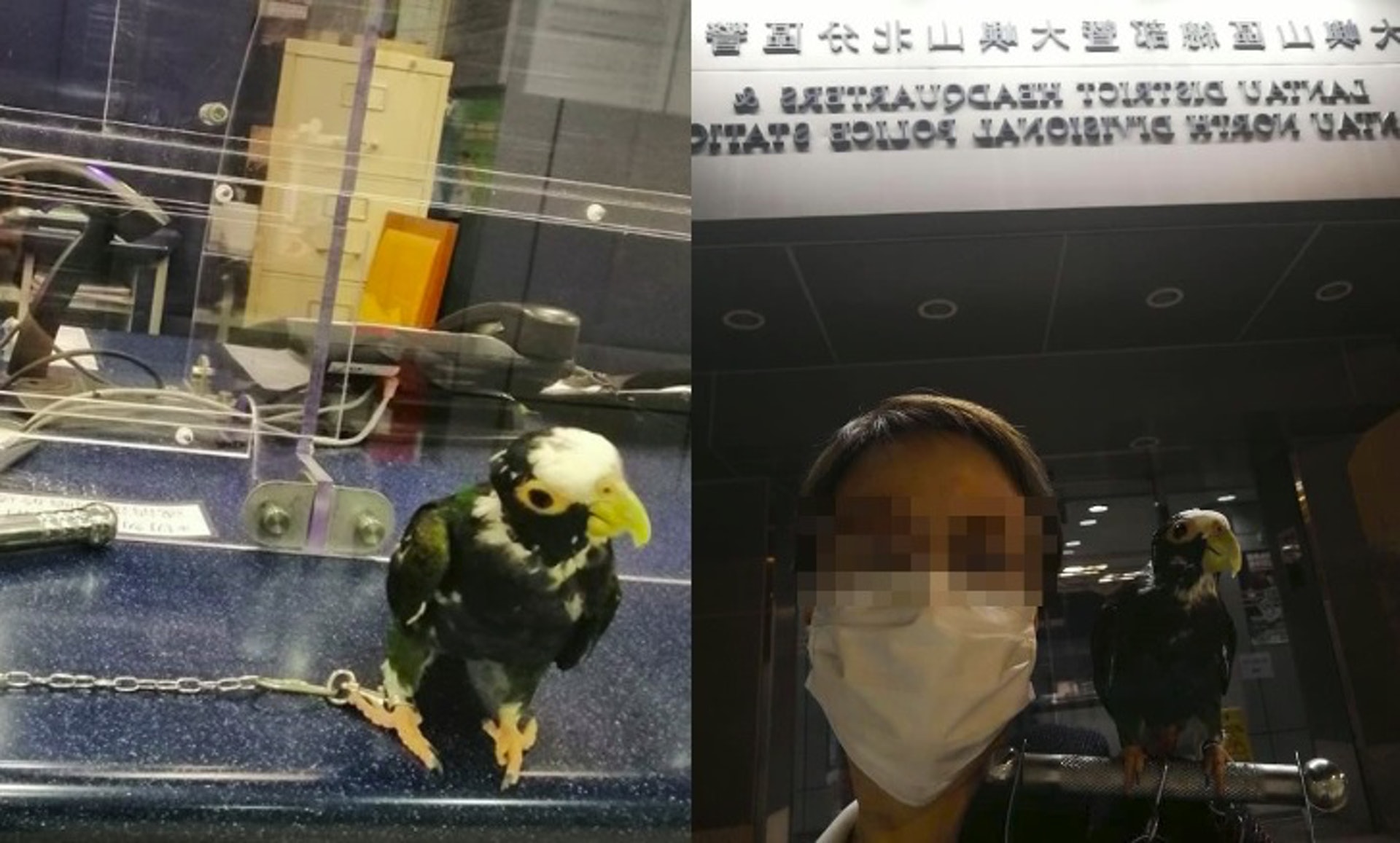 女主人Sheron表示,帶同鸚鵡親身報警。 女主人Sheron表示,帶同鸚鵡親身報警。