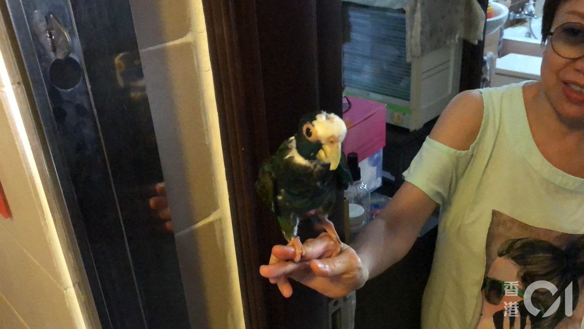 Sheron指,事件中的鸚鵡Oscar目前已11歲,6個月大時便購入並開始飼養牠。(鄧詠中攝) Sheron指,事件中的鸚鵡Oscar目前已11歲,6個月大時便購入並開始飼養牠。(鄧詠中攝)