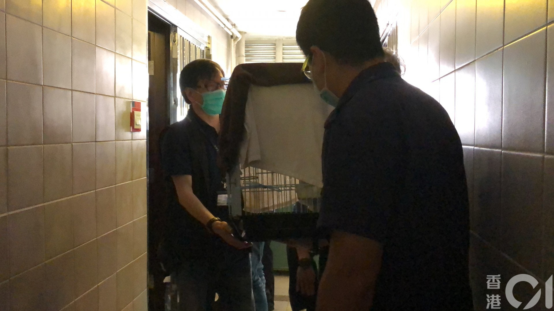 愛協帶走鸚鵡。(鄧詠中攝) 愛協帶走鸚鵡。(鄧詠中攝)