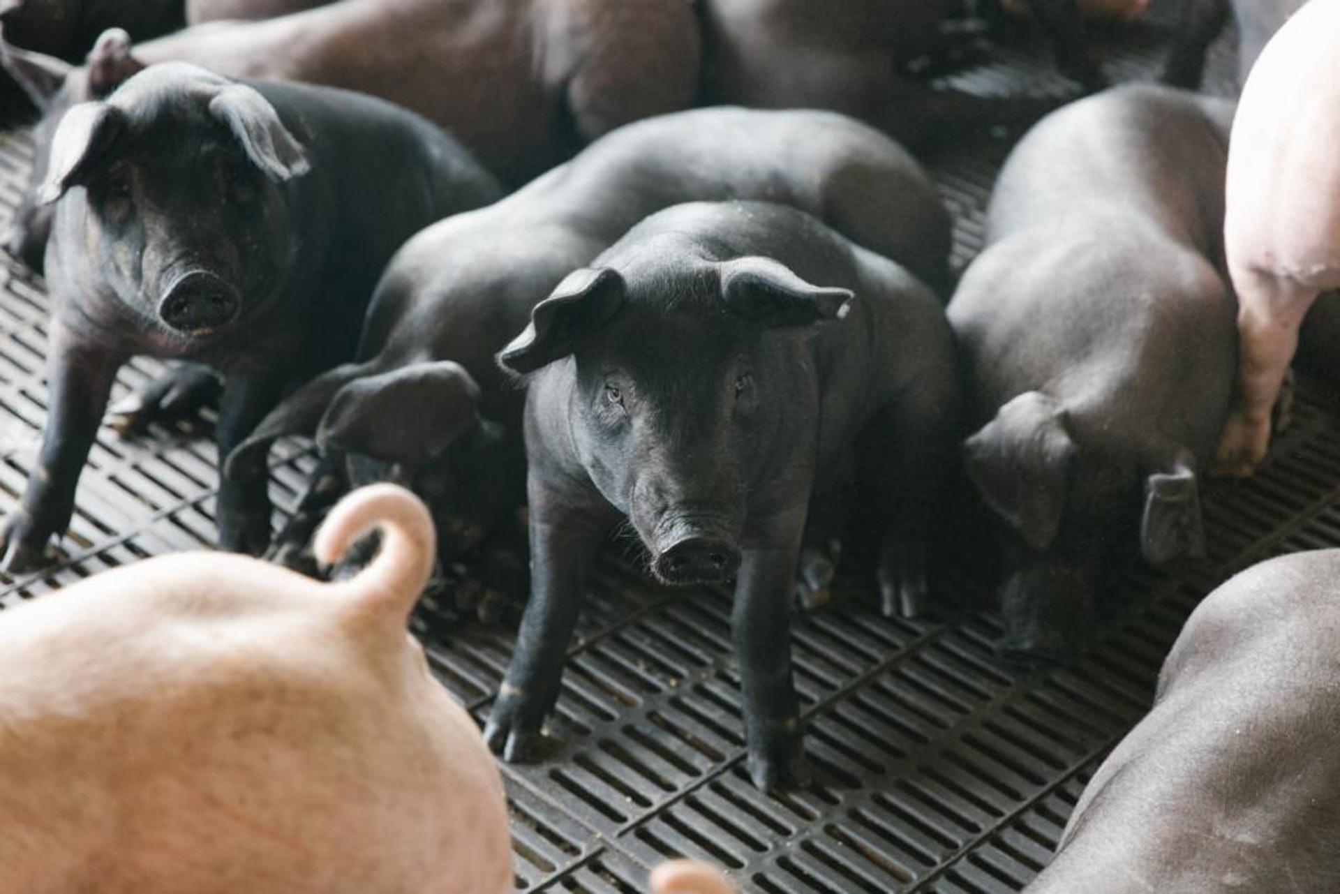 其中一間參與農場是英明農場,他將黑豬跟白豬一同飼養,分別是黑豬多養一個月,以及在售出前一個月能在草地「運動場」放養。來自台灣黑毛豬自2014年8月起在香港落地生根。(陳嘉元攝)