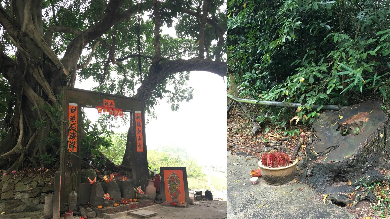 【香港民族植物】落大雨冒青煙?日軍斬樹做燃料 千年樟樹免一劫 【香港民族植物】落大雨冒青煙?日軍斬樹做燃料 千年樟樹免一劫