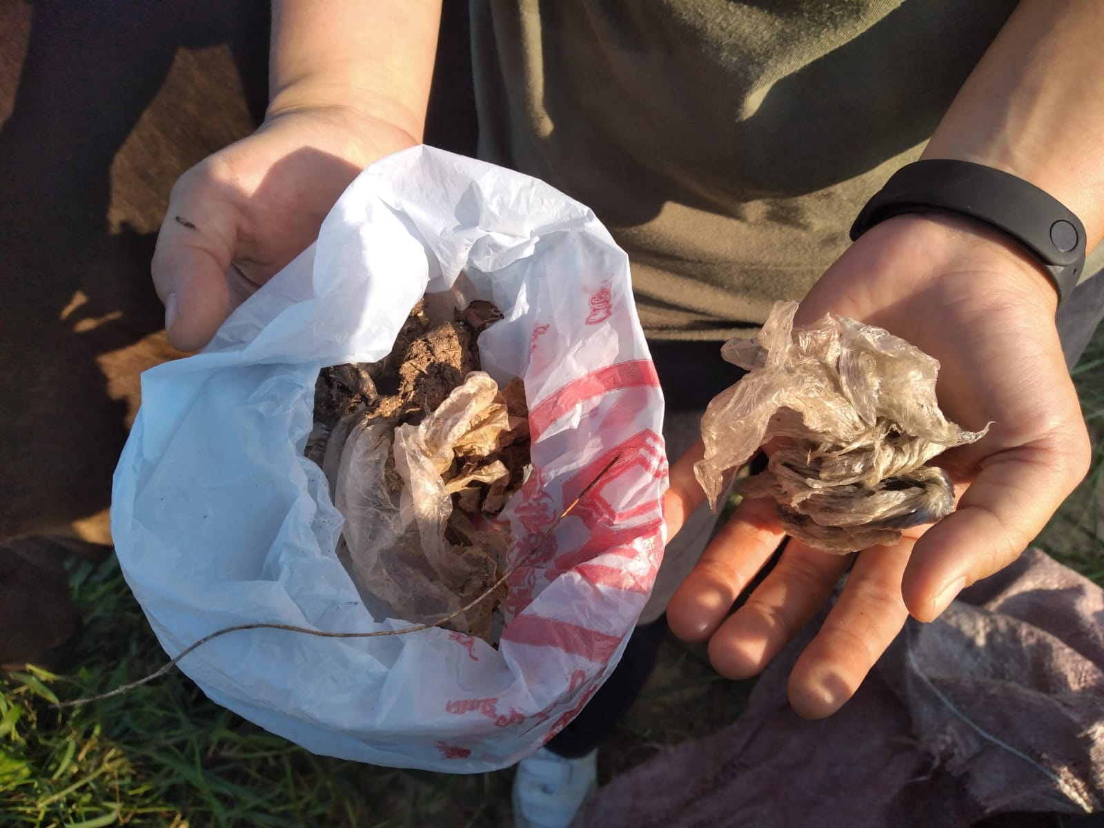 在五月初牛義工再於不同位置發現三堆纏有膠袋的牛糞。(大嶼山愛護水牛協會提供) 在五月初牛義工再於不同位置發現三堆纏有膠袋的牛糞。(大嶼山愛護水牛協會提供)