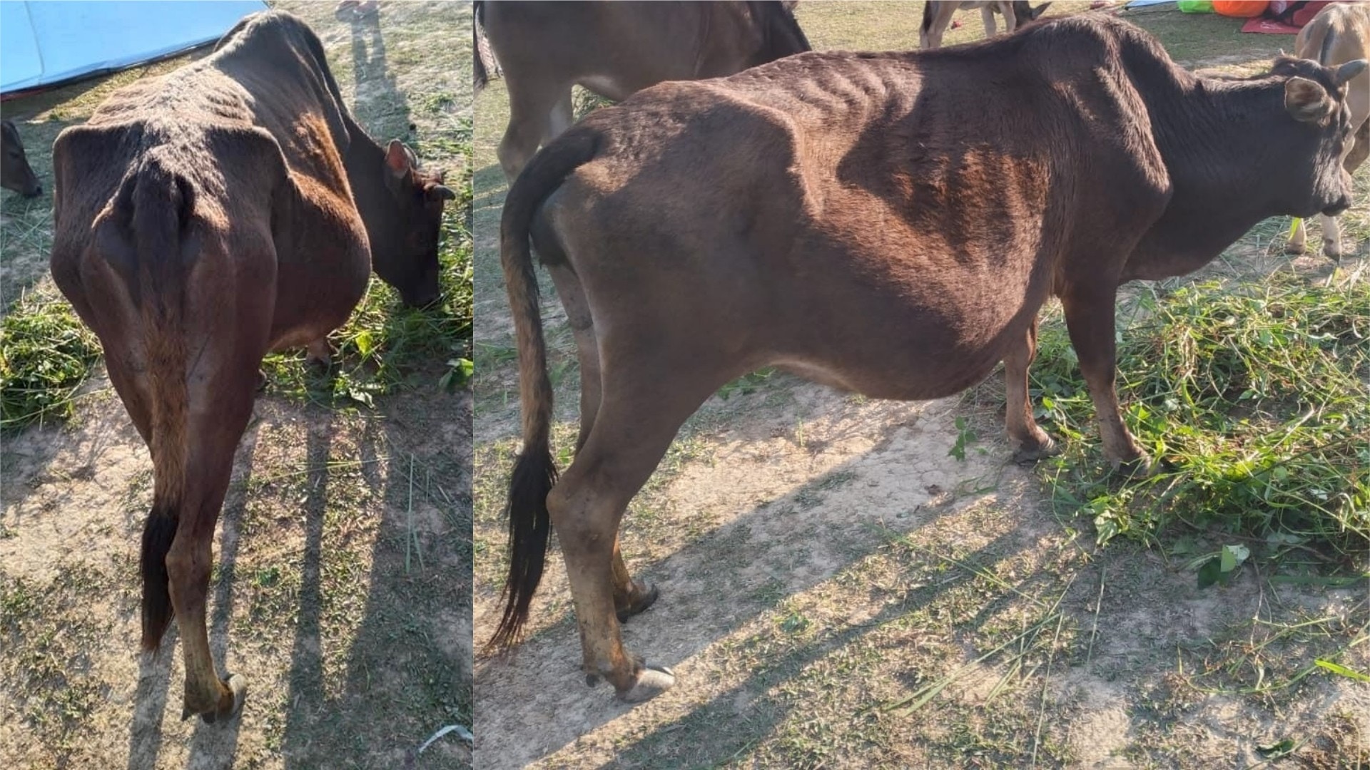圖中黃牛瘦得見骨,但腹部異常腫脹,牛義工擔心是進食太多垃圾,以致嚴重營養不良,多次送草及阻止其走近營地,牠才開始主動進食鮮草。(大嶼山愛護水牛協會提供) 圖中黃牛瘦得見骨,但腹部異常腫脹,牛義工擔心是進食太多垃圾,以致嚴重營養不良,多次送草及阻止其走近營地,牠才開始主動進食鮮草。(大嶼山愛護水牛協會提供)