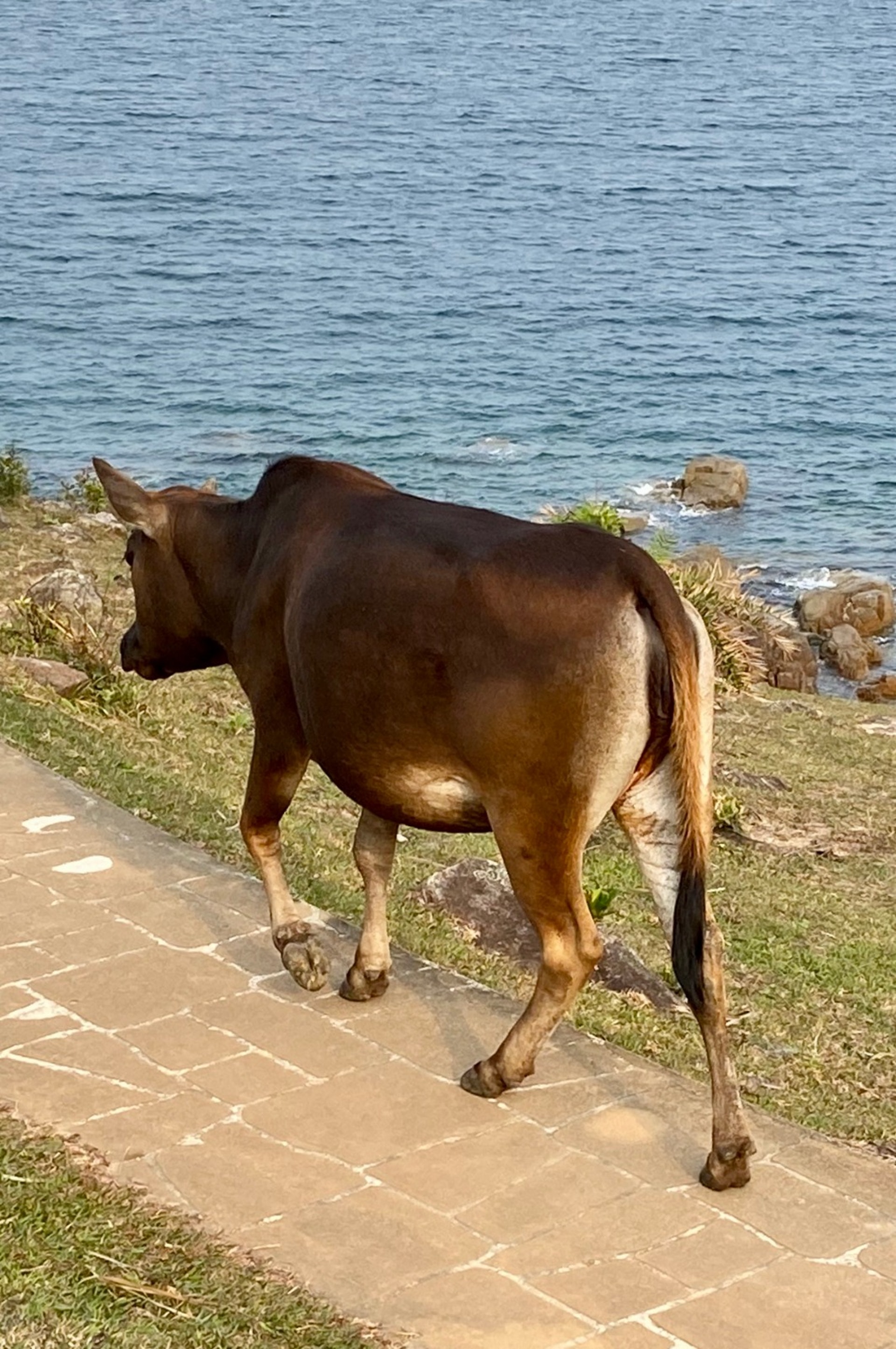 圖為健康的黃牛。(大嶼山愛護水牛協會提供) 圖為健康的黃牛。(大嶼山愛護水牛協會提供)