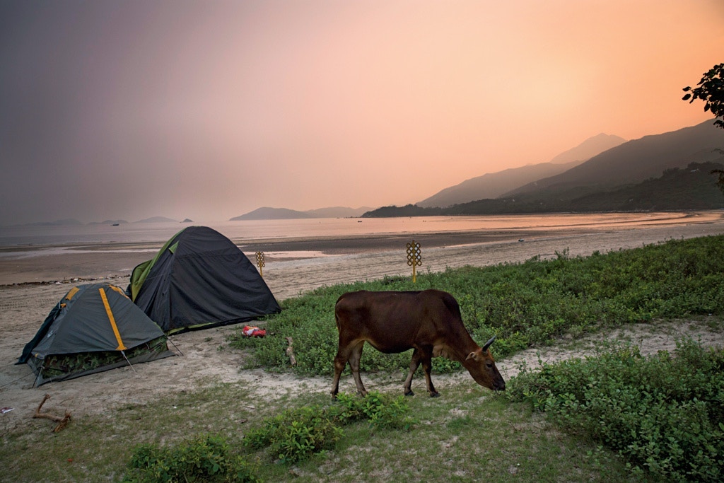 貝澳黃牛Billy前年因腸道阻塞而逝世。(資料圖片 / 梁鵬威攝) 貝澳黃牛Billy前年因腸道阻塞而逝世。(資料圖片 / 梁鵬威攝)