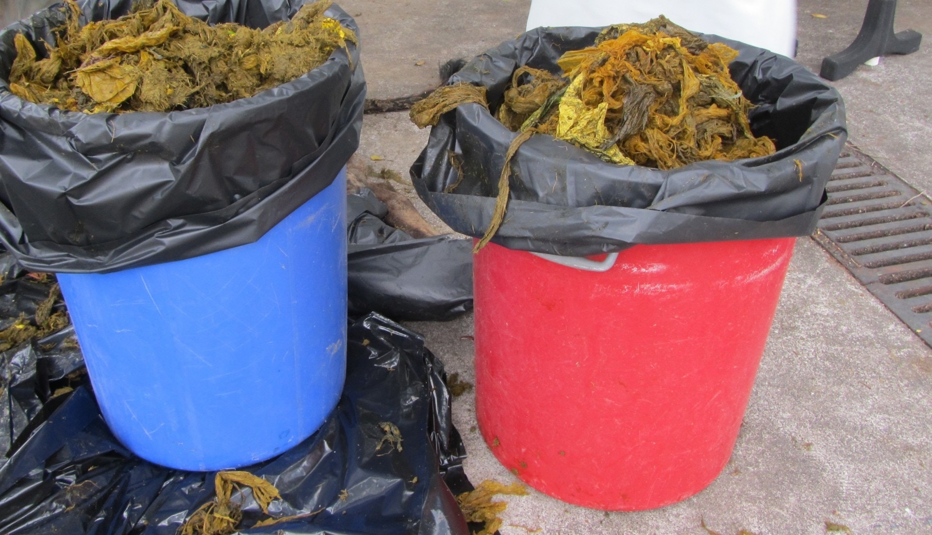 經獸醫解剖後發現Billy胃部有大量膠袋,數量可裝滿兩個垃圾桶,相信死因是消化系統被膠袋阻塞,導致未能正常進食及消化食物。 (漁護署提供照片) 經獸醫解剖後發現Billy胃部有大量膠袋,數量可裝滿兩個垃圾桶,相信死因是消化系統被膠袋阻塞,導致未能正常進食及消化食物。 (漁護署提供照片)