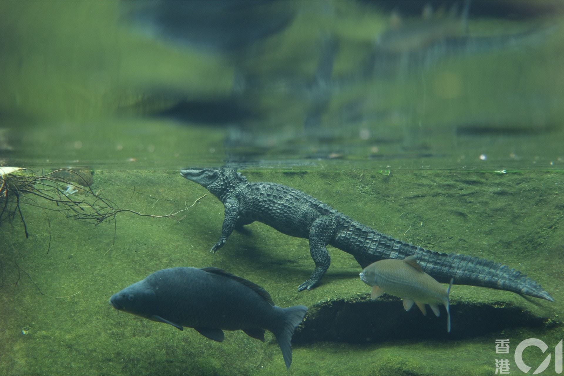 劉鳴煒說,若海洋公園清盤,員工及公園動物一定大受影響。(盧翊銘攝) 劉鳴煒說,若海洋公園清盤,員工及公園動物一定大受影響。(盧翊銘攝)