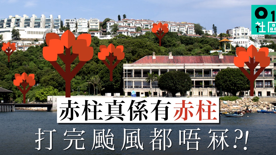 屬於本土的紅木棉 吊鐘王染紅香港 屬於本土的紅木棉 吊鐘王染紅香港