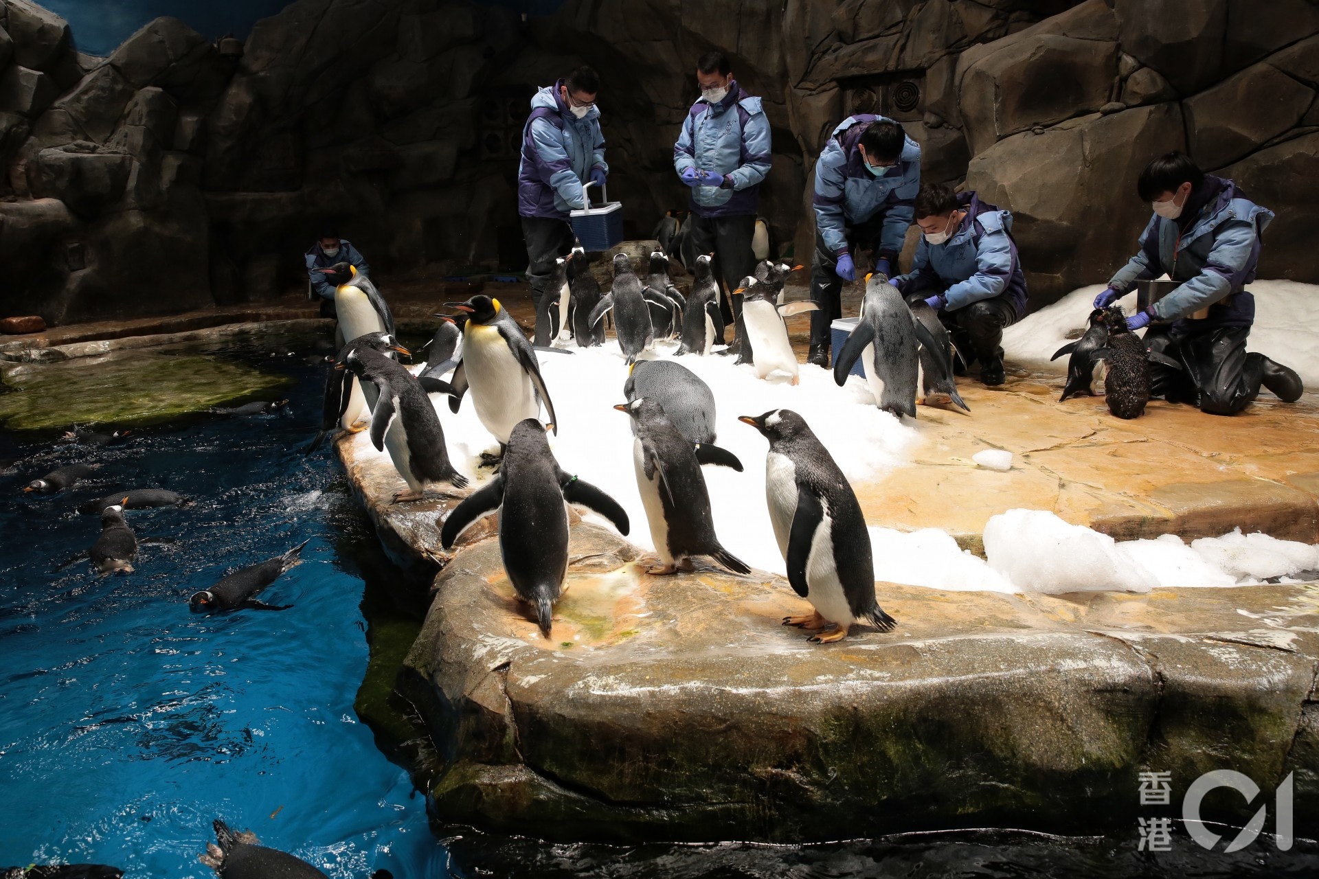 海洋公園園內現時有96隻企鵝，分為三個不同品種，部分在港出世。（李澤彤攝）