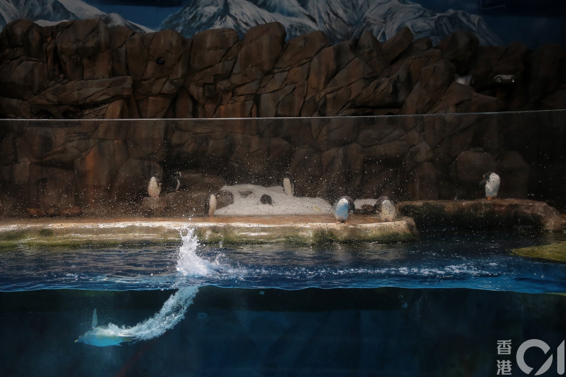 海洋公園現時有達7500隻海、陸動物，一旦園方關閉，牠們的去向未明。（李澤彤攝）