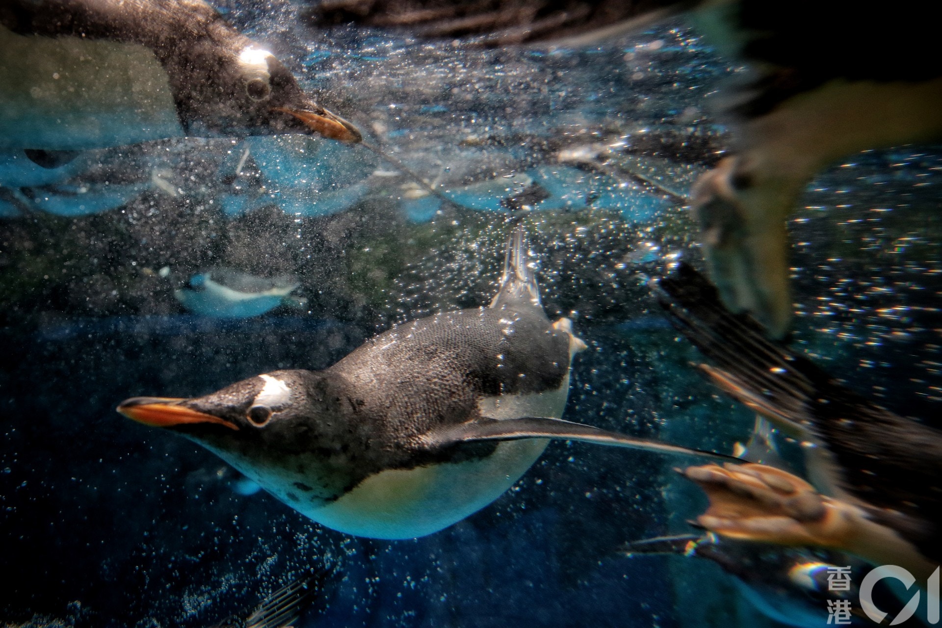 海洋公園現時有達7500隻海、陸動物，一旦園方關閉，牠們的去向未明。（李澤彤攝）