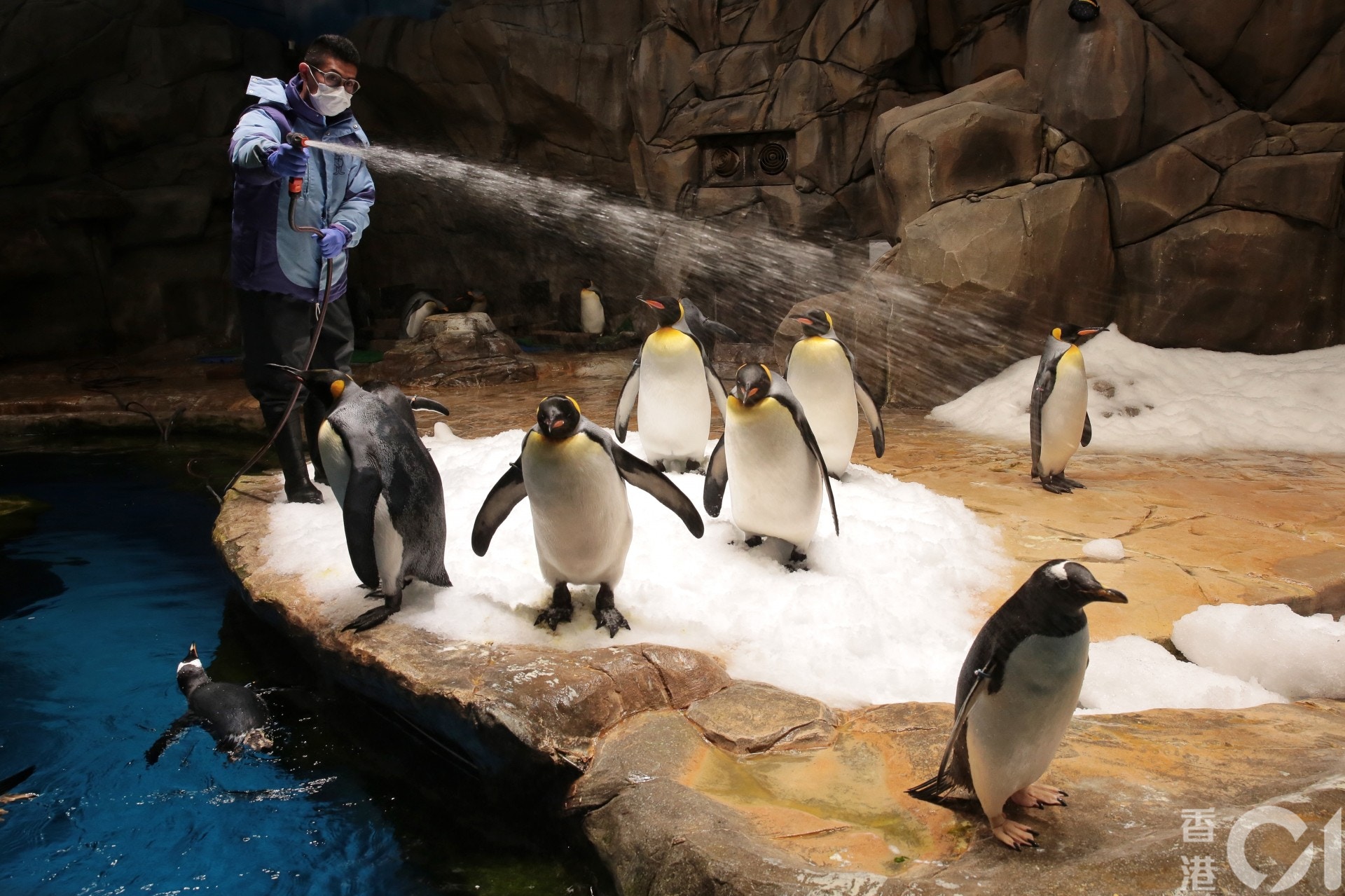 海洋公園現時有達7500隻海、陸動物，一旦園方關閉，牠們的去向未明。（李澤彤攝）