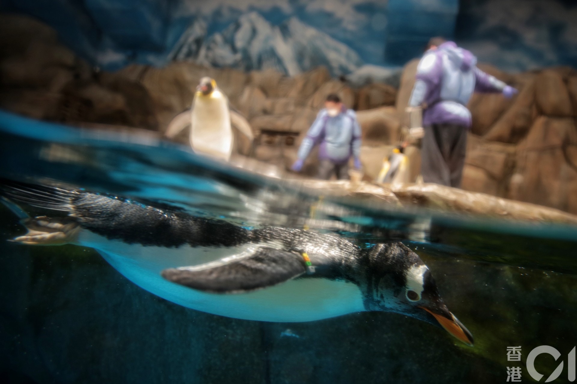 海洋公園現時有達7500隻海、陸動物，一旦園方關閉，牠們的去向未明。（李澤彤攝）