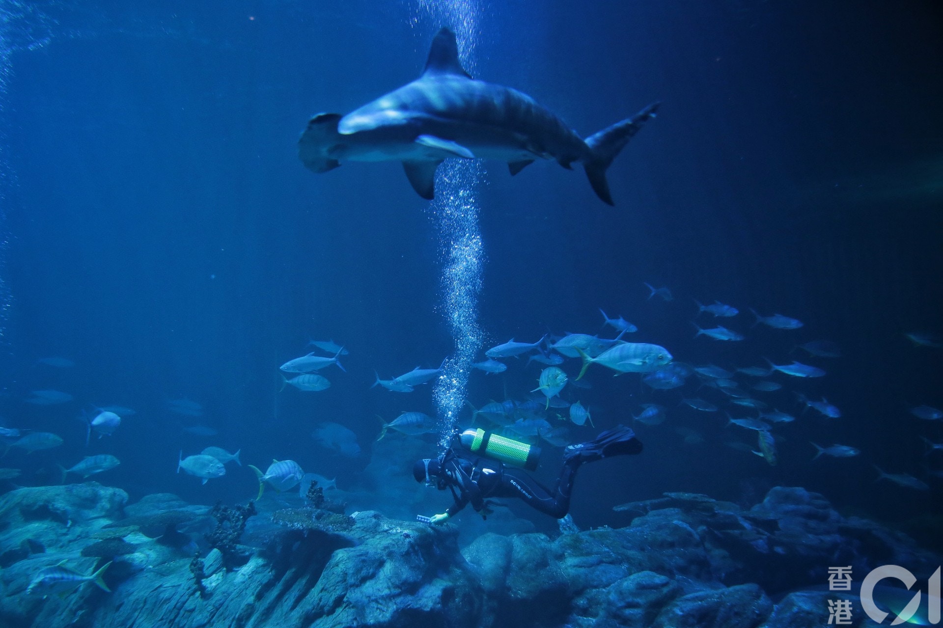 海洋公園現時有達7500隻海、陸動物，一旦園方關閉，牠們的去向未明。（李澤彤攝）