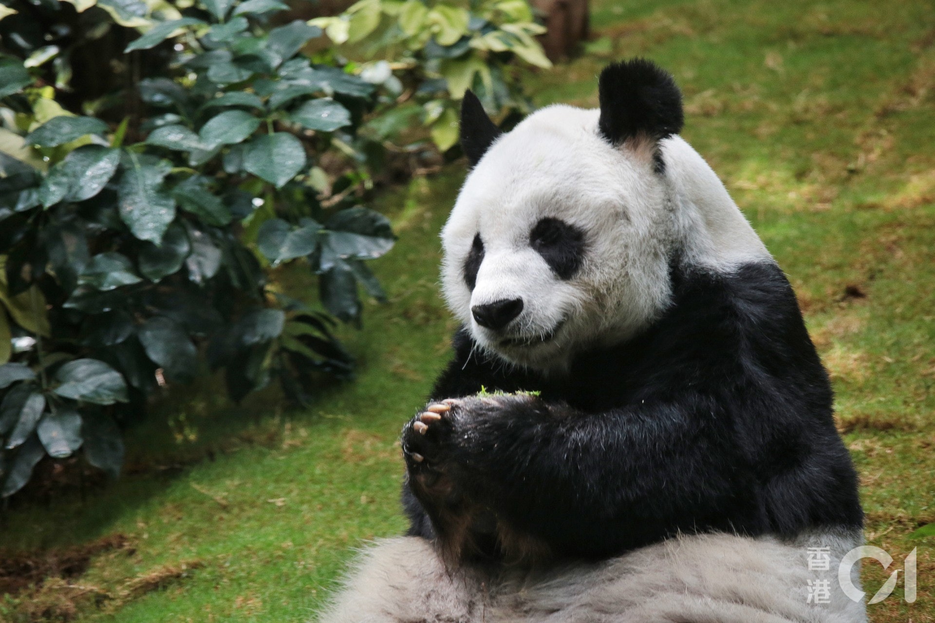 於海洋公園內居住的大熊貓佳佳，已高齡33歲。（李澤彤攝）