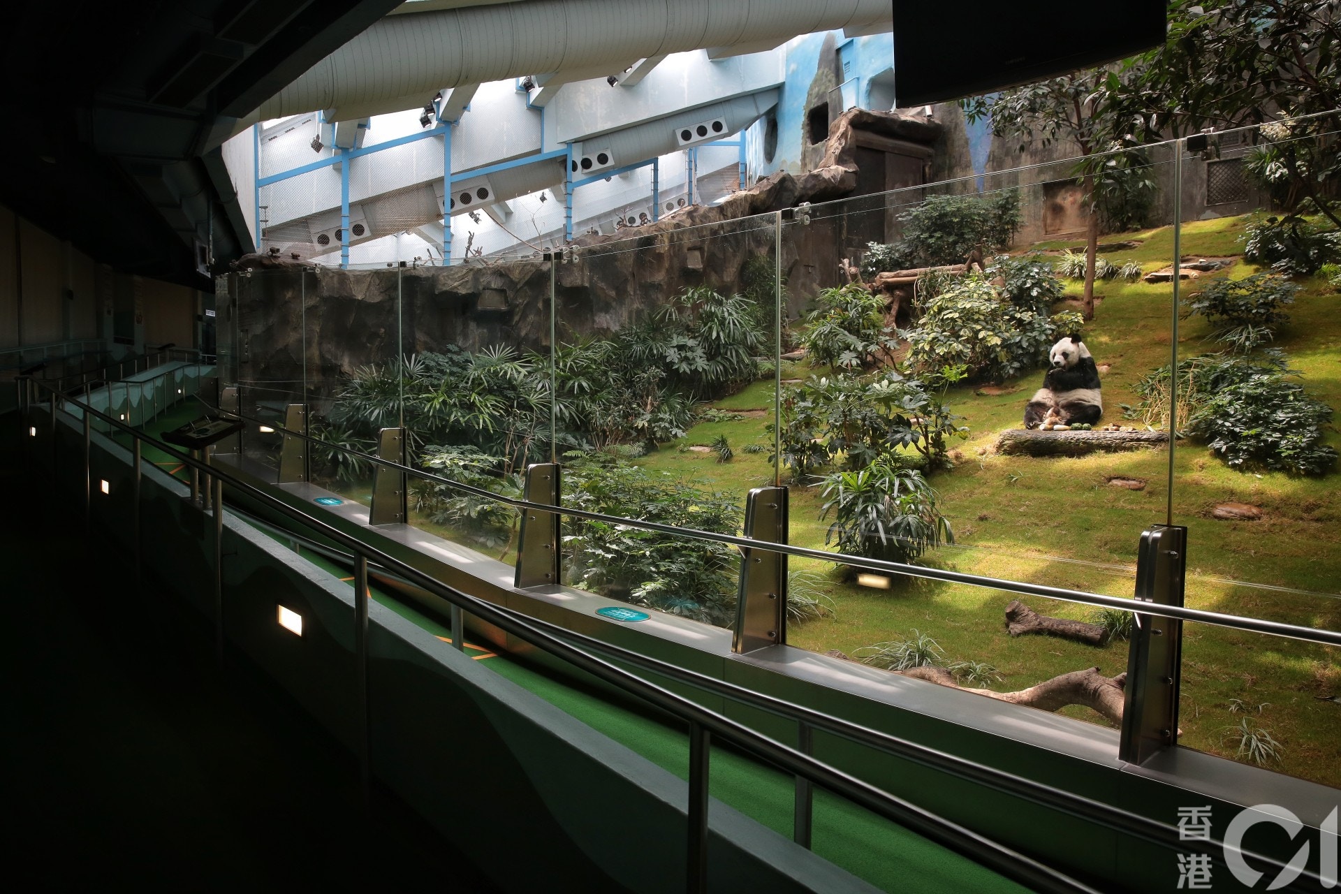 於海洋公園內居住的大熊貓佳佳，已高齡33歲。（李澤彤攝）