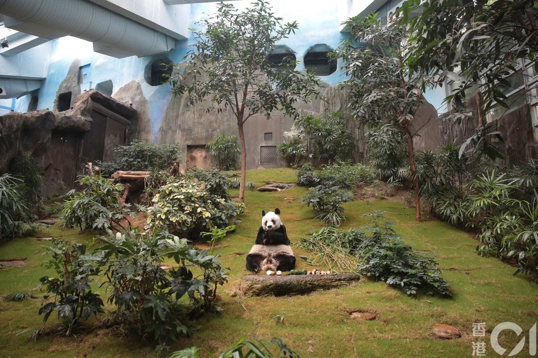 海洋公園內居住超過20年的大熊貓安安已高齡33歲,相等於人類百歲。(李澤彤攝) 海洋公園內居住超過20年的大熊貓安安已高齡33歲,相等於人類百歲。(李澤彤攝)