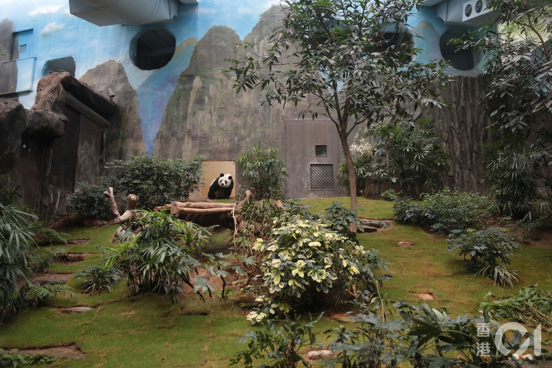 海洋公園內居住超過20年的大熊貓安安已高齡33歲。(李澤彤攝) 海洋公園內居住超過20年的大熊貓安安已高齡33歲。(李澤彤攝)