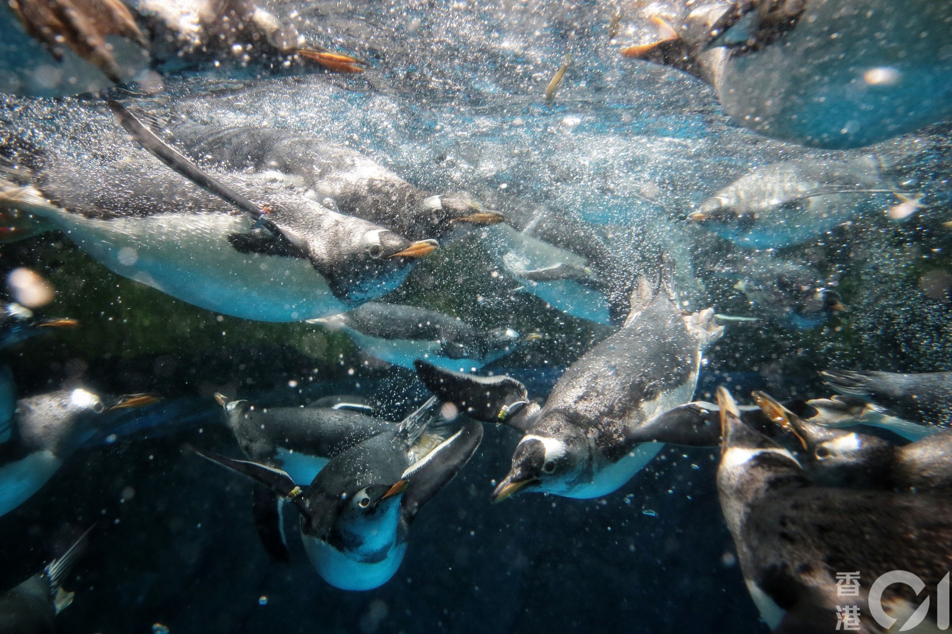 海洋公園園內現時有96隻企鵝,分為三個不同品種。(李澤彤攝) 海洋公園園內現時有96隻企鵝,分為三個不同品種。(李澤彤攝)