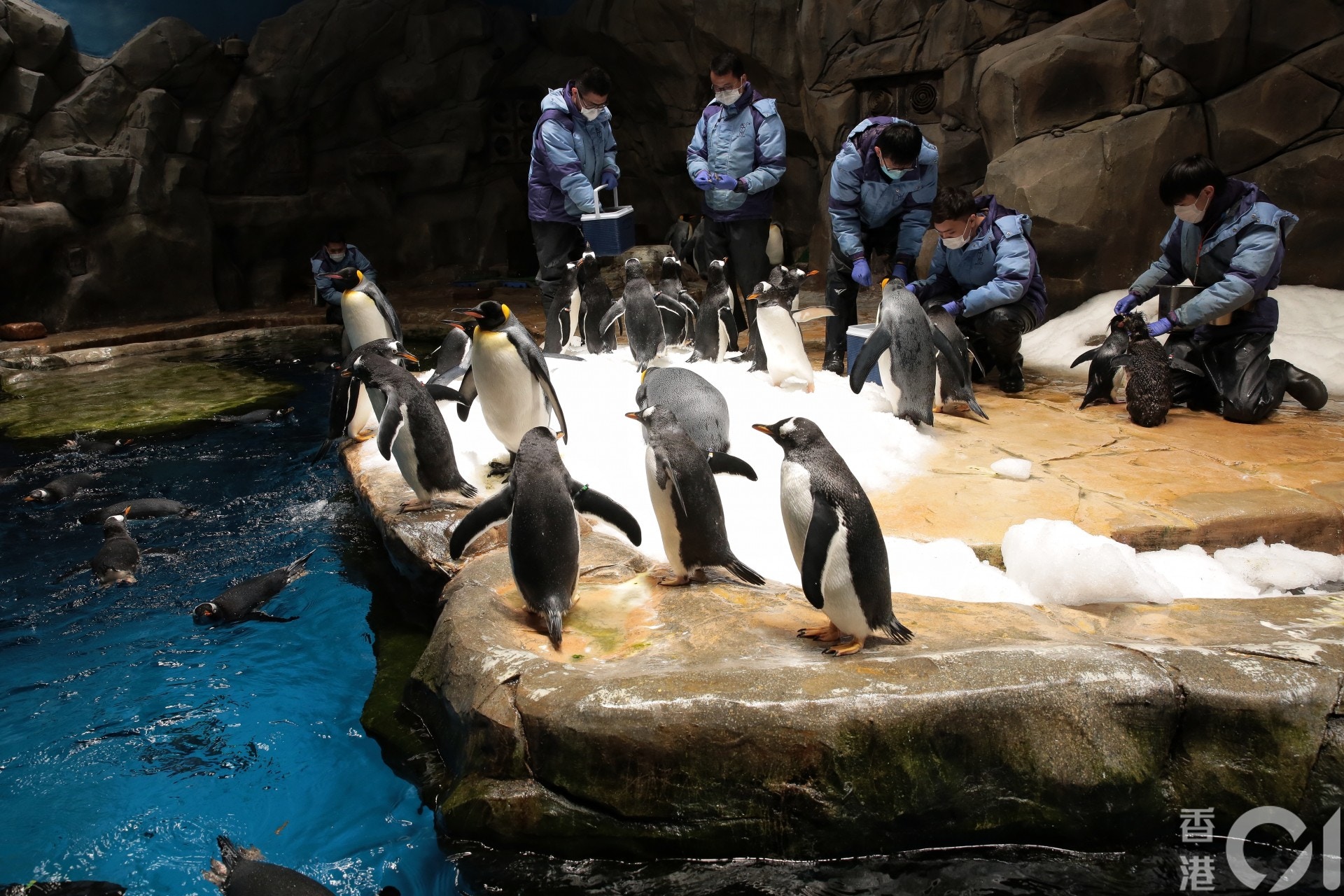 海洋公園園內現時有96隻企鵝,分為三個不同品種。(李澤彤攝) 海洋公園園內現時有96隻企鵝,分為三個不同品種。(李澤彤攝)
