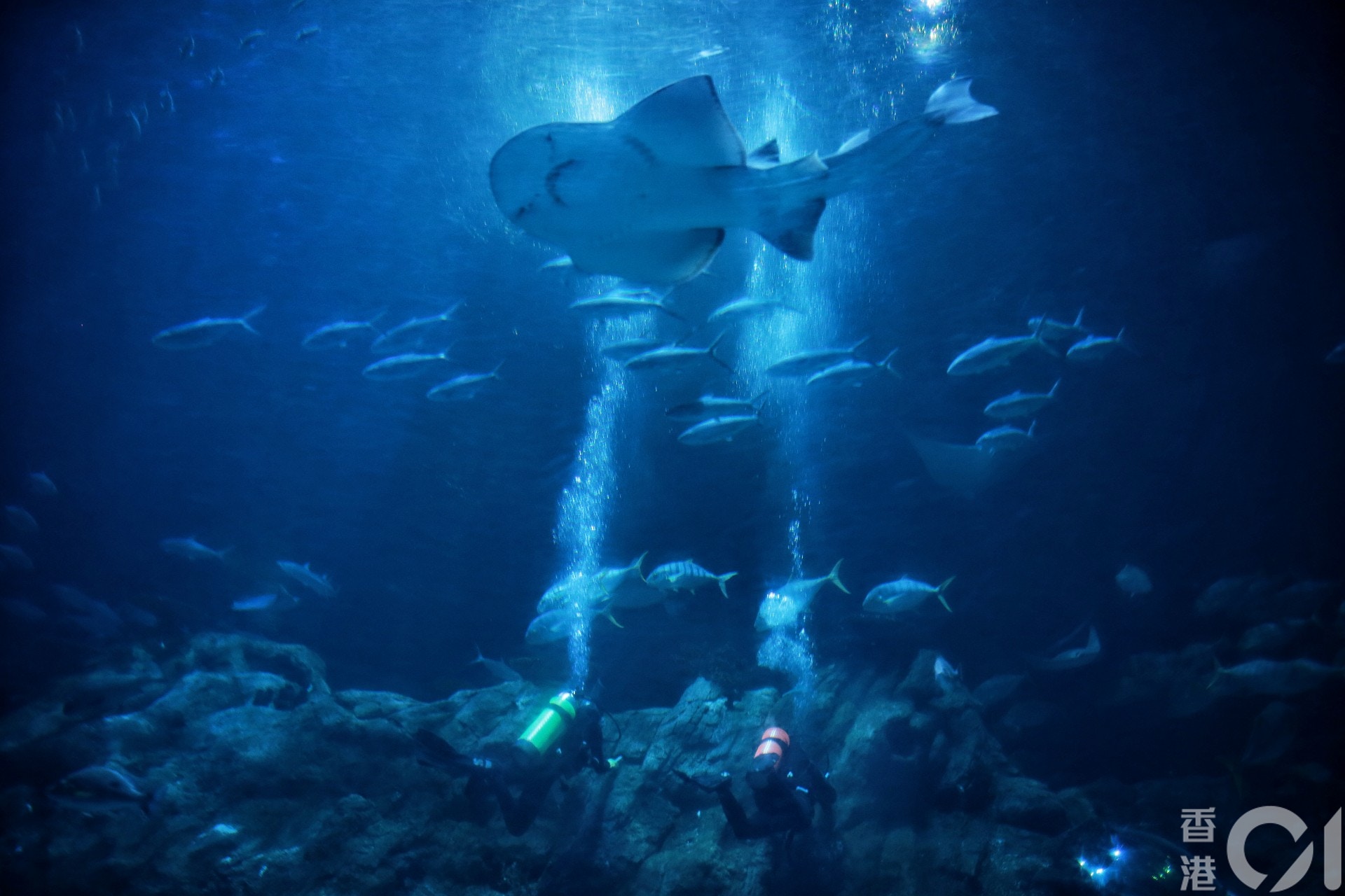 海洋公園現時有達7500隻海、陸動物,一旦園方關閉,牠們的去向未明。(李澤彤攝) 海洋公園現時有達7500隻海、陸動物,一旦園方關閉,牠們的去向未明。(李澤彤攝)