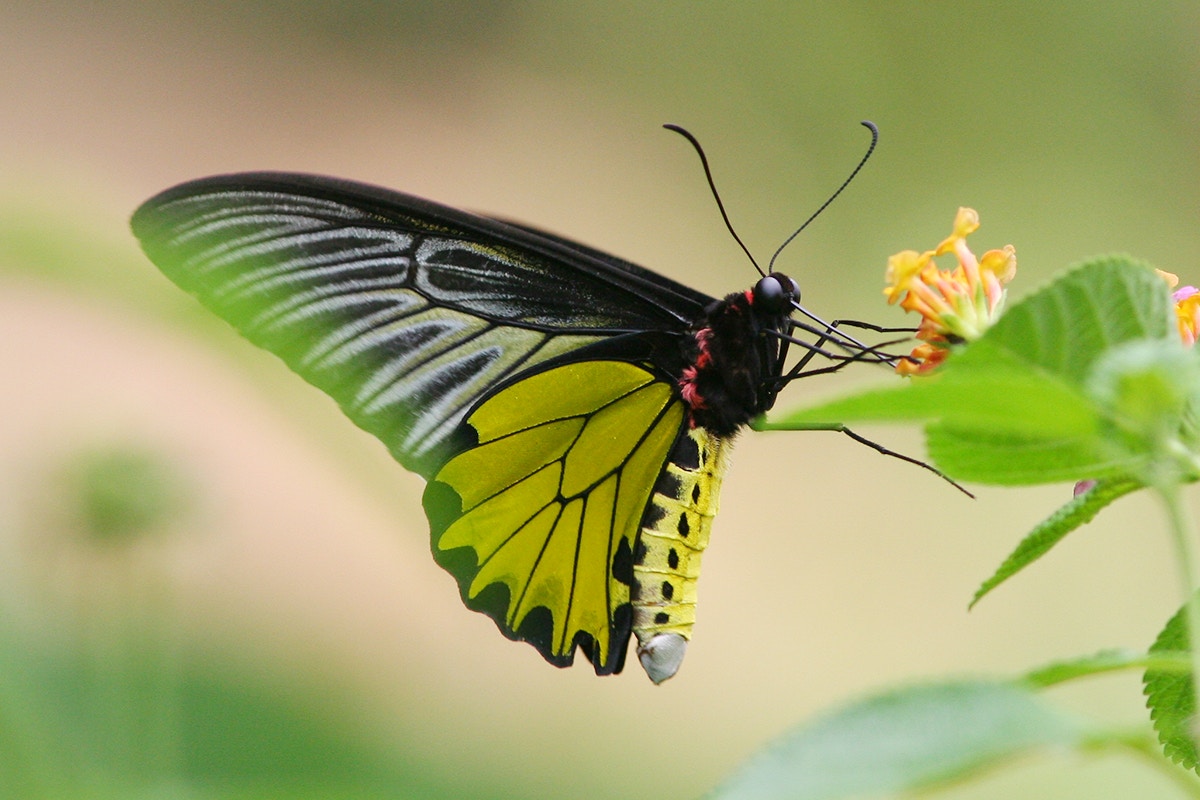 雄性金裳鳳蝶。(相片由潘瑞輝先生提供) 雄性金裳鳳蝶。(相片由潘瑞輝先生提供)