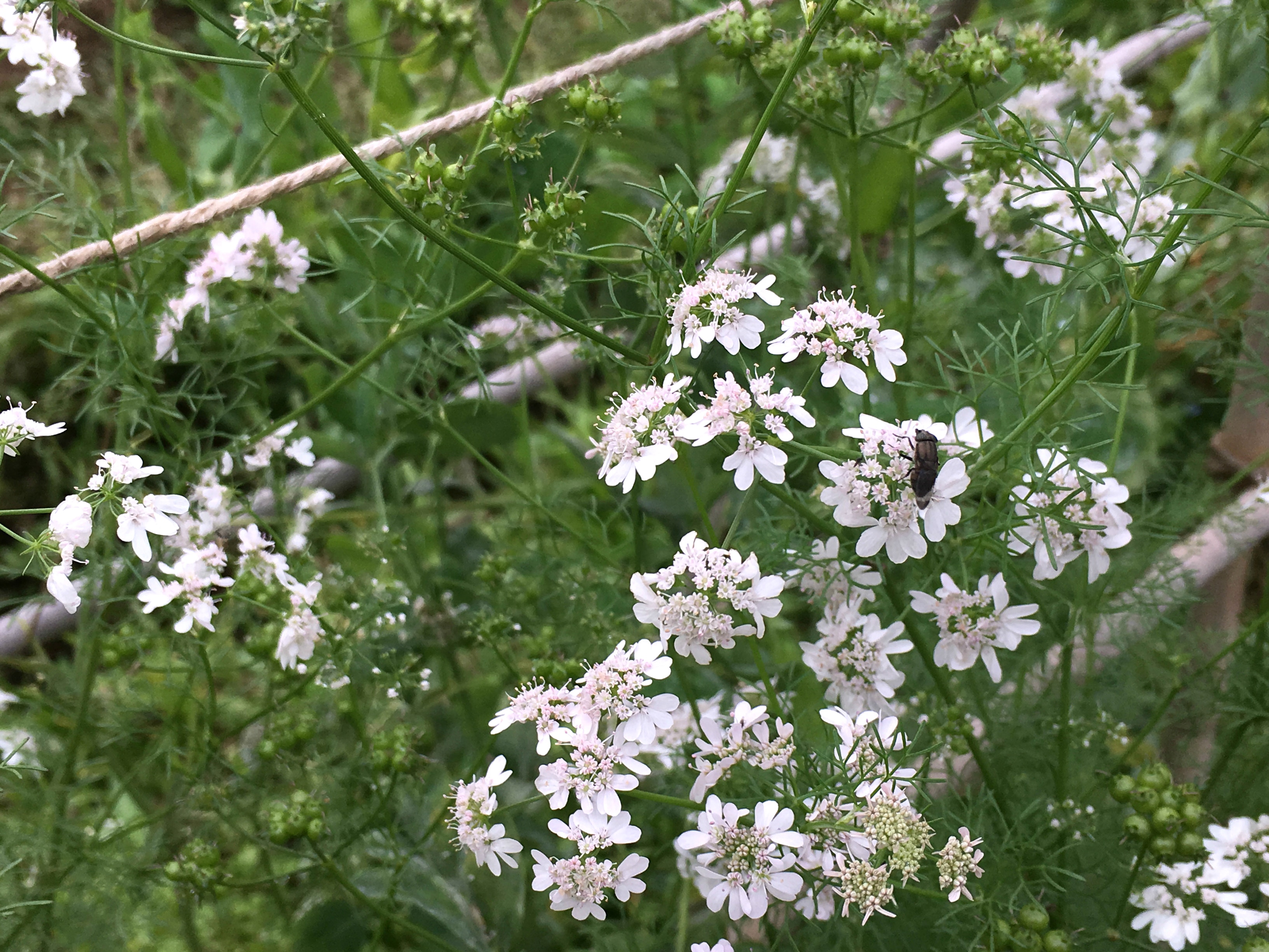 芫荽開花 嫌棄芫荽飲食失衡減農作物多樣性蟲害添大家都輸 香港01 社區專題