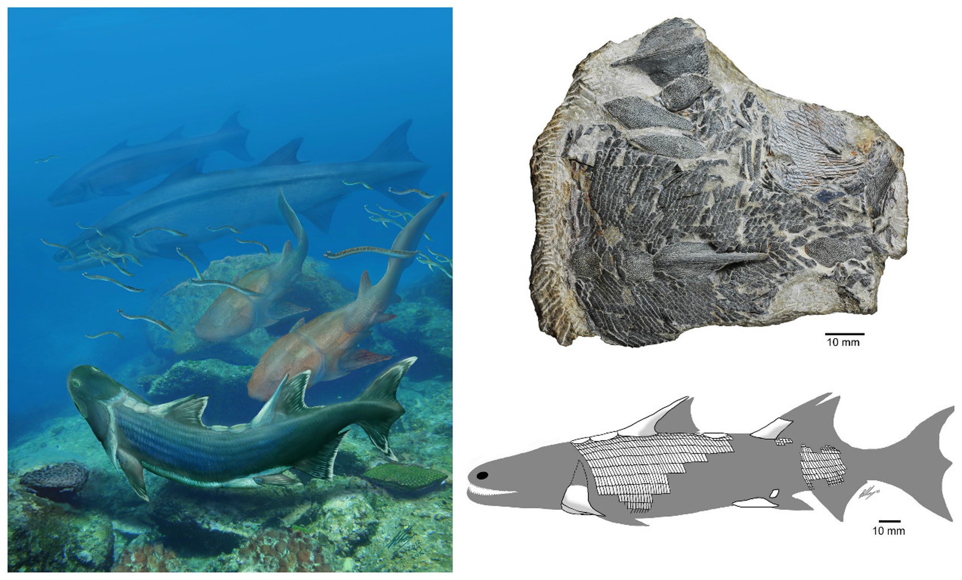 雲南發現4 2億年前新種魚類化石奇特鱗片堅硬如盔甲 雲南發現4 2億年前新種魚類化石奇特鱗片堅硬如盔甲