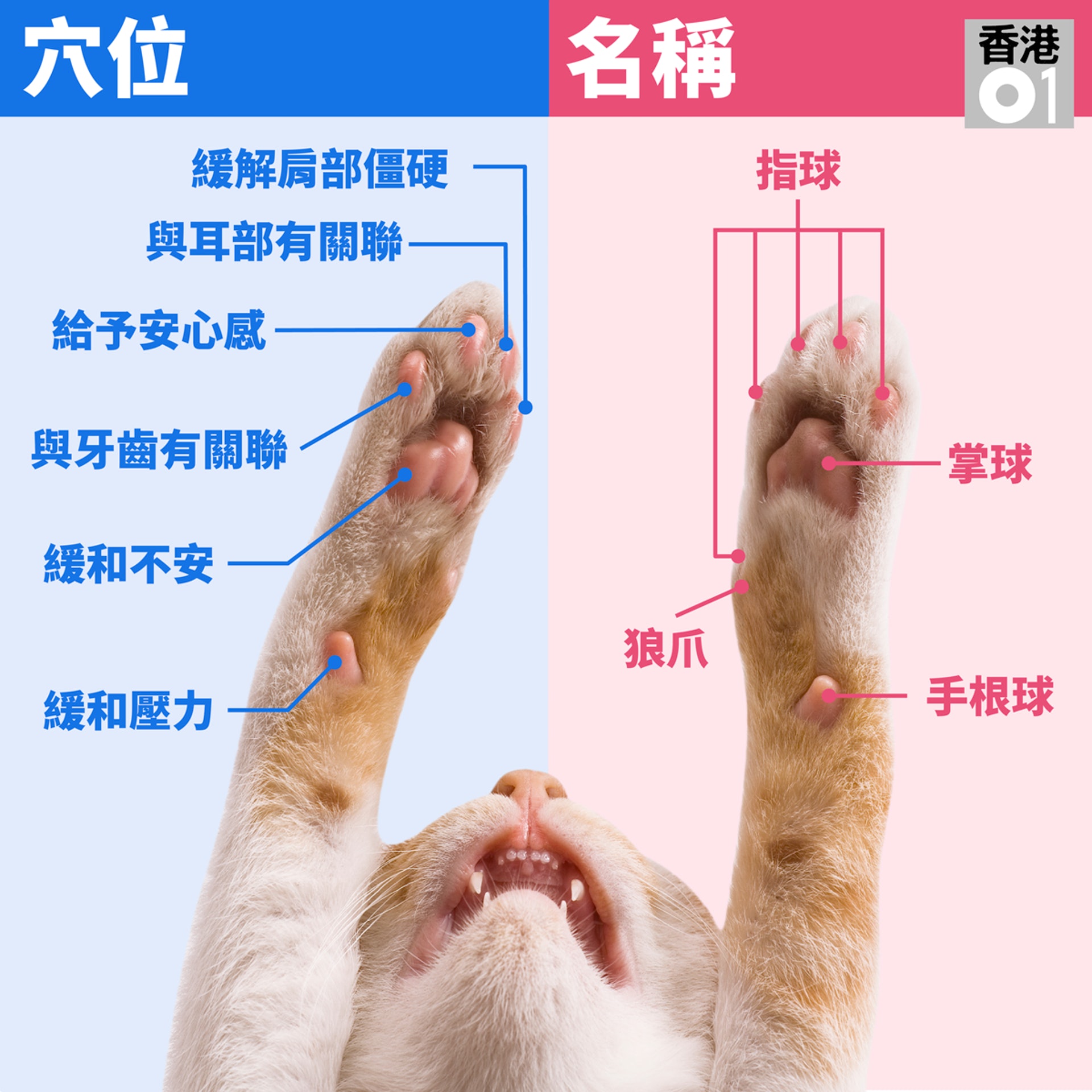 摸肉球 看體質 拆解貓咪肉球密碼一摸便知主子健康 香港01 寵物 摸肉球 看體質 拆解貓咪肉球密碼一摸便知主子健康 香港01 寵物