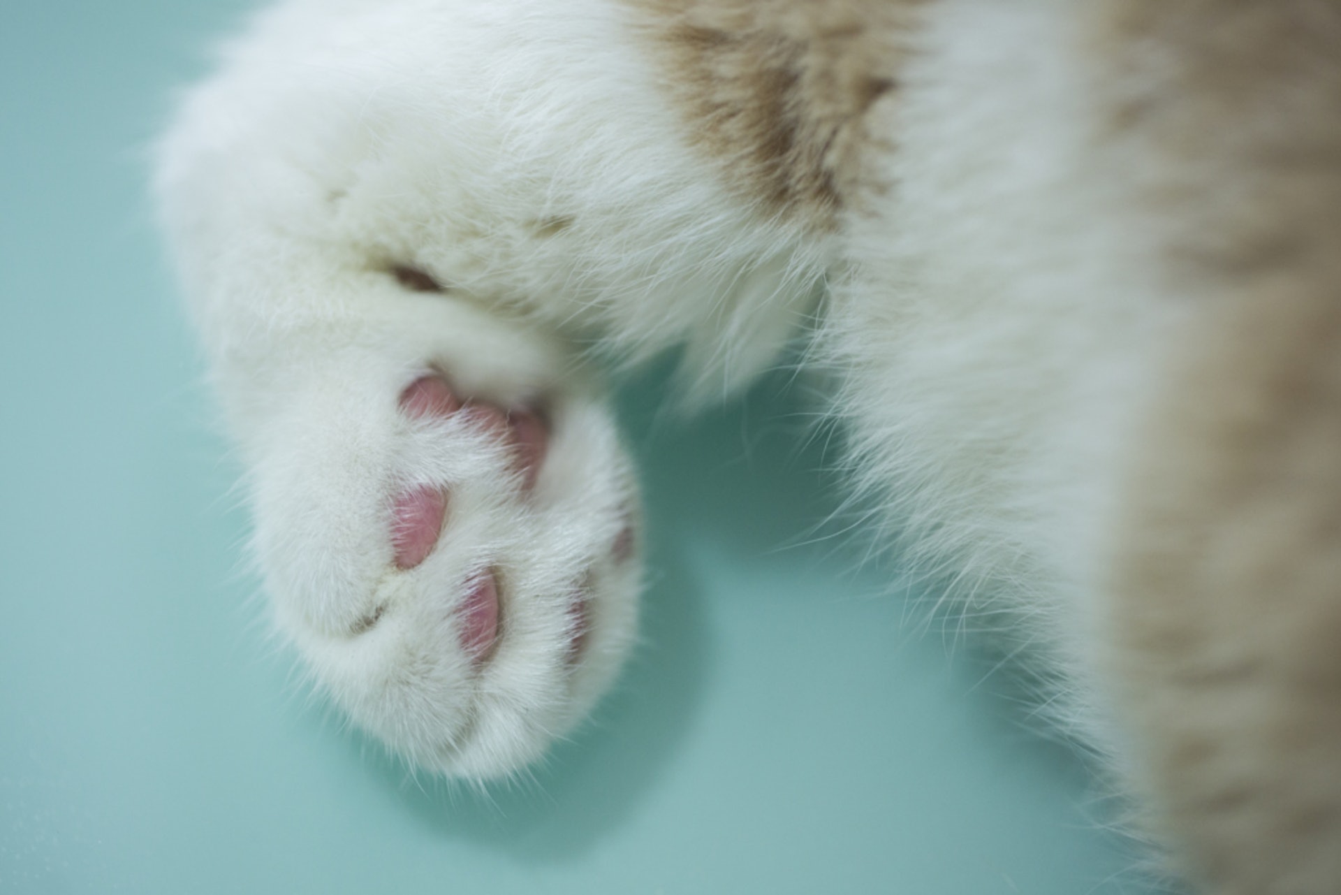 摸肉球 看體質 拆解貓咪肉球密碼一摸便知主子健康 香港01 寵物 摸肉球 看體質 拆解貓咪肉球密碼一摸便知主子健康 香港01 寵物