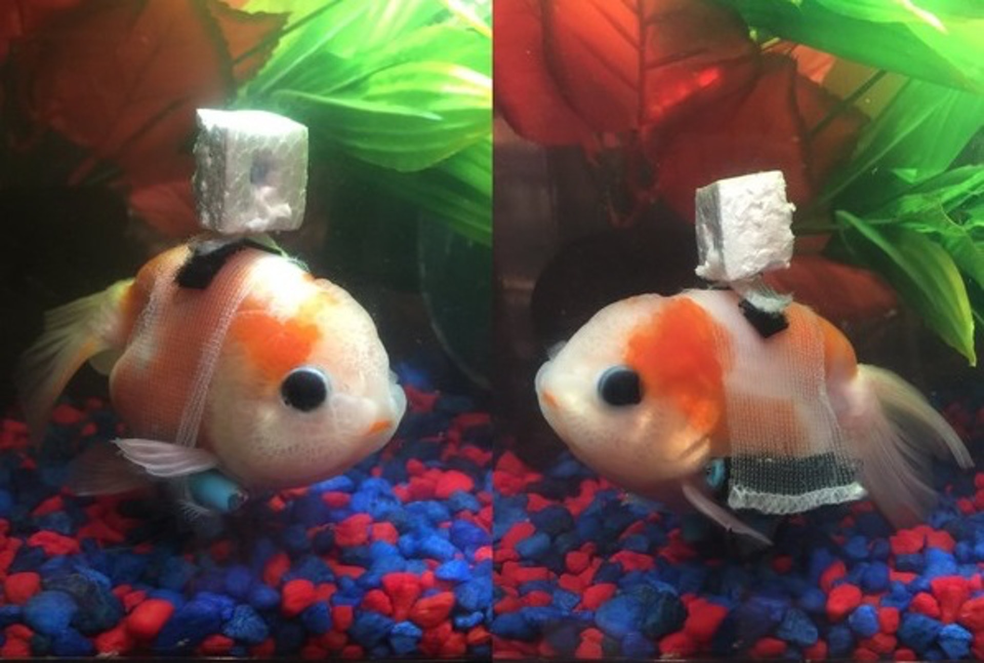 周末正能量 金魚患病無法平衡被棄新主人製 魚輪椅 助暢泳 香港01 即時國際 周末正能量 金魚患病無法平衡被棄新主人製 魚輪椅 助暢泳 香港01 即時國際