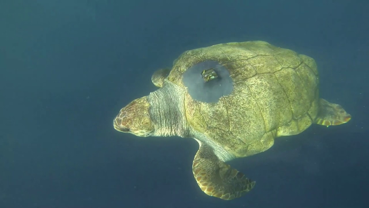 龜殼破裂獲南非水族館照顧20年 明星龜Yoshi游過4萬公里返故鄉 龜殼破裂獲南非水族館照顧20年 明星龜Yoshi游過4萬公里返故鄉