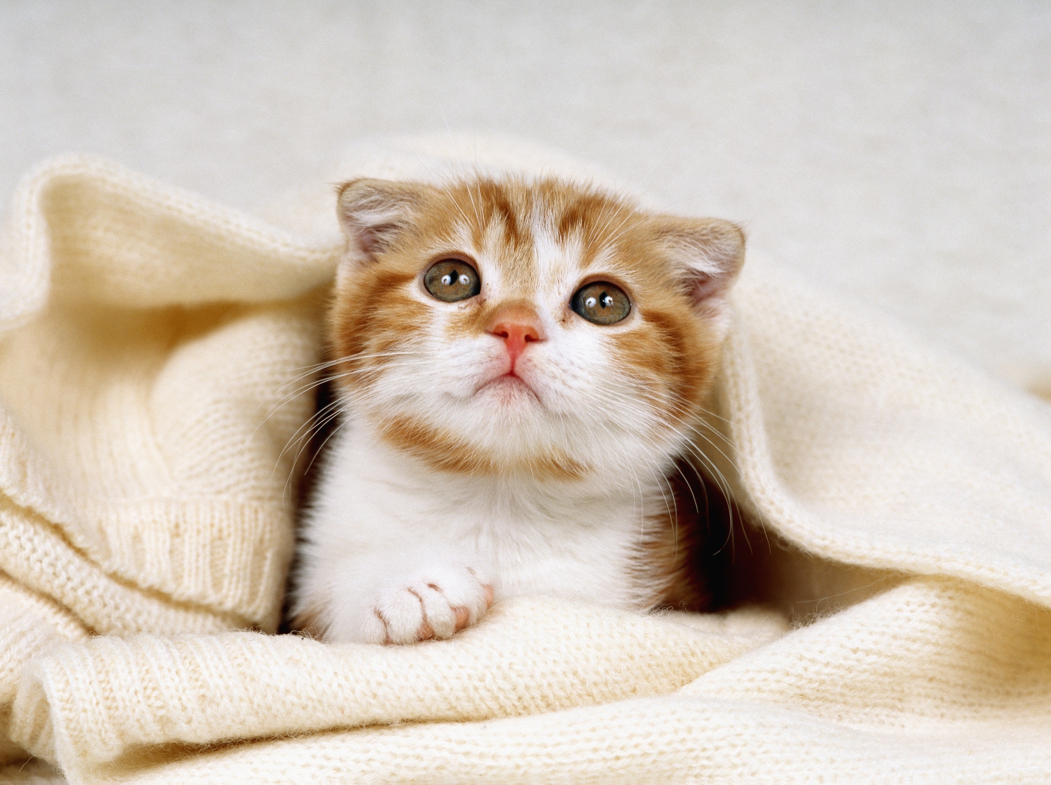 虐貓事件頻發,保護動物人士呼籲政府立法禁止虐待動物。(視覺中國)