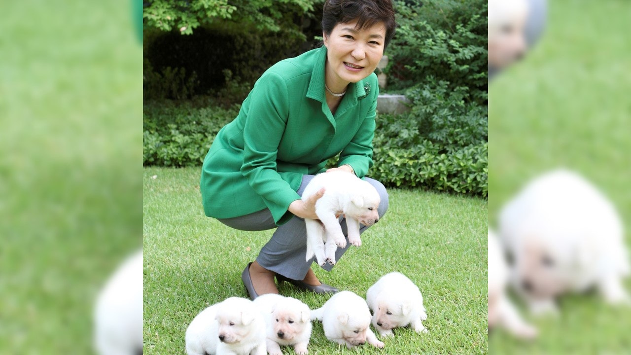 韓國國犬珍島犬認路能力超強 前「第一狗」有望回歸出生地 韓國國犬珍島犬認路能力超強 前「第一狗」有望回歸出生地