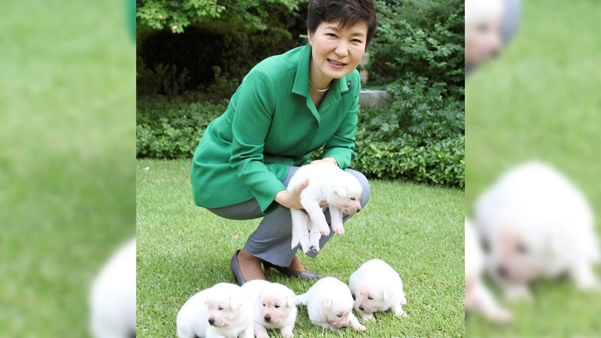 朴槿惠在2013年成為總統時得到民眾贈送兩隻珍島犬。(網上圖片) 朴槿惠在2013年成為總統時得到民眾贈送兩隻珍島犬。(網上圖片)