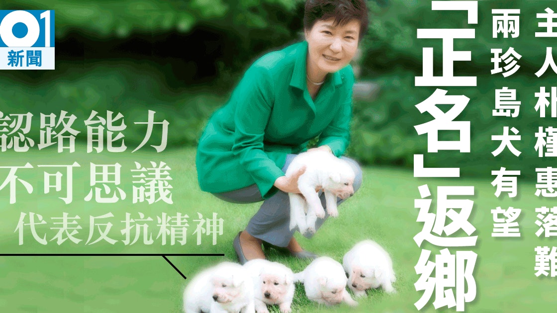韓國國犬珍島犬認路能力超強前 第一狗 有望回歸出生地 香港01 即時國際
