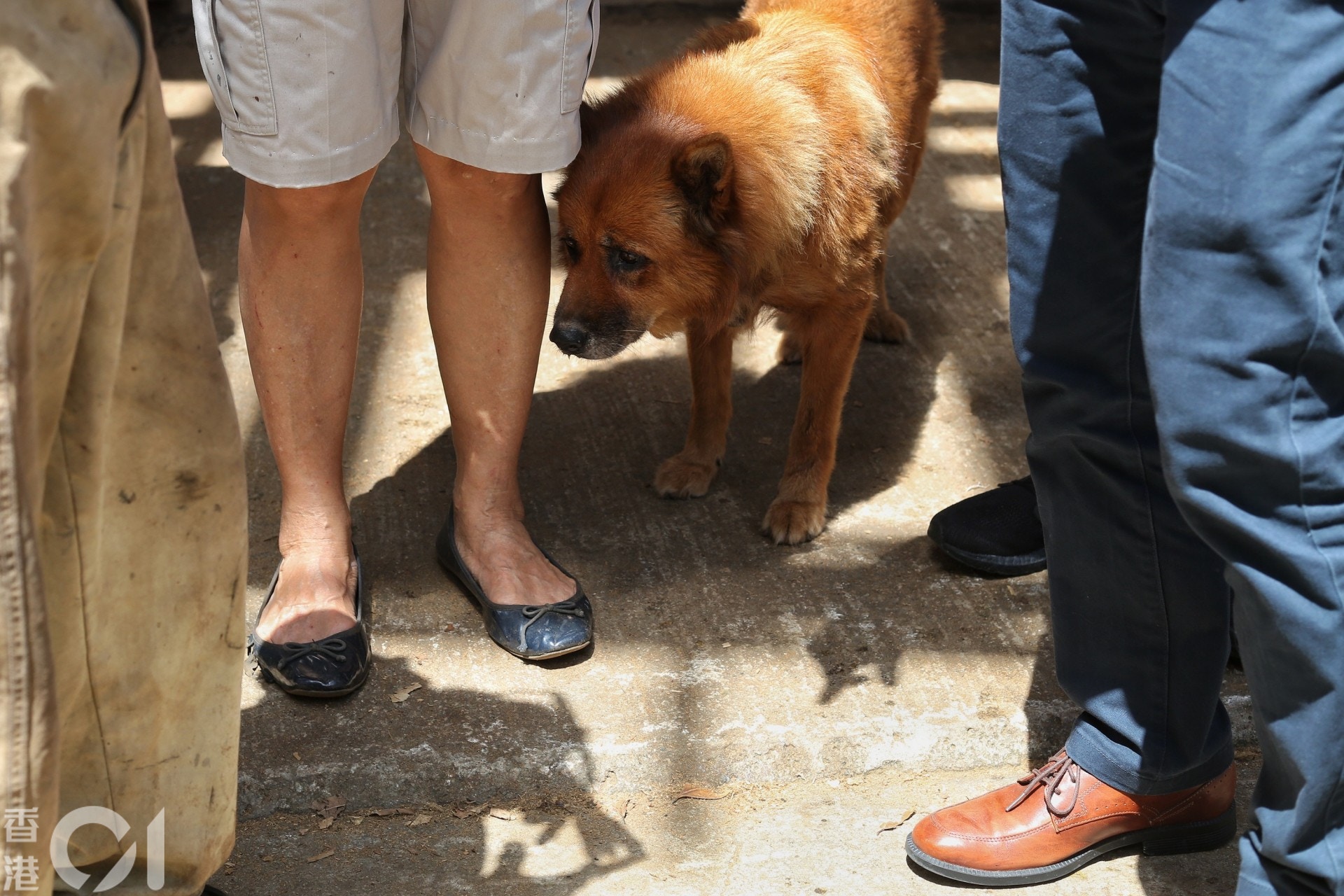 古洞內有人透露,區內最少有3000隻貓狗。發展局則表示,第一期受影響的狗隻約260隻。(張浩維攝) 古洞內有人透露,區內最少有3000隻貓狗。發展局則表示,第一期受影響的狗隻約260隻。(張浩維攝)