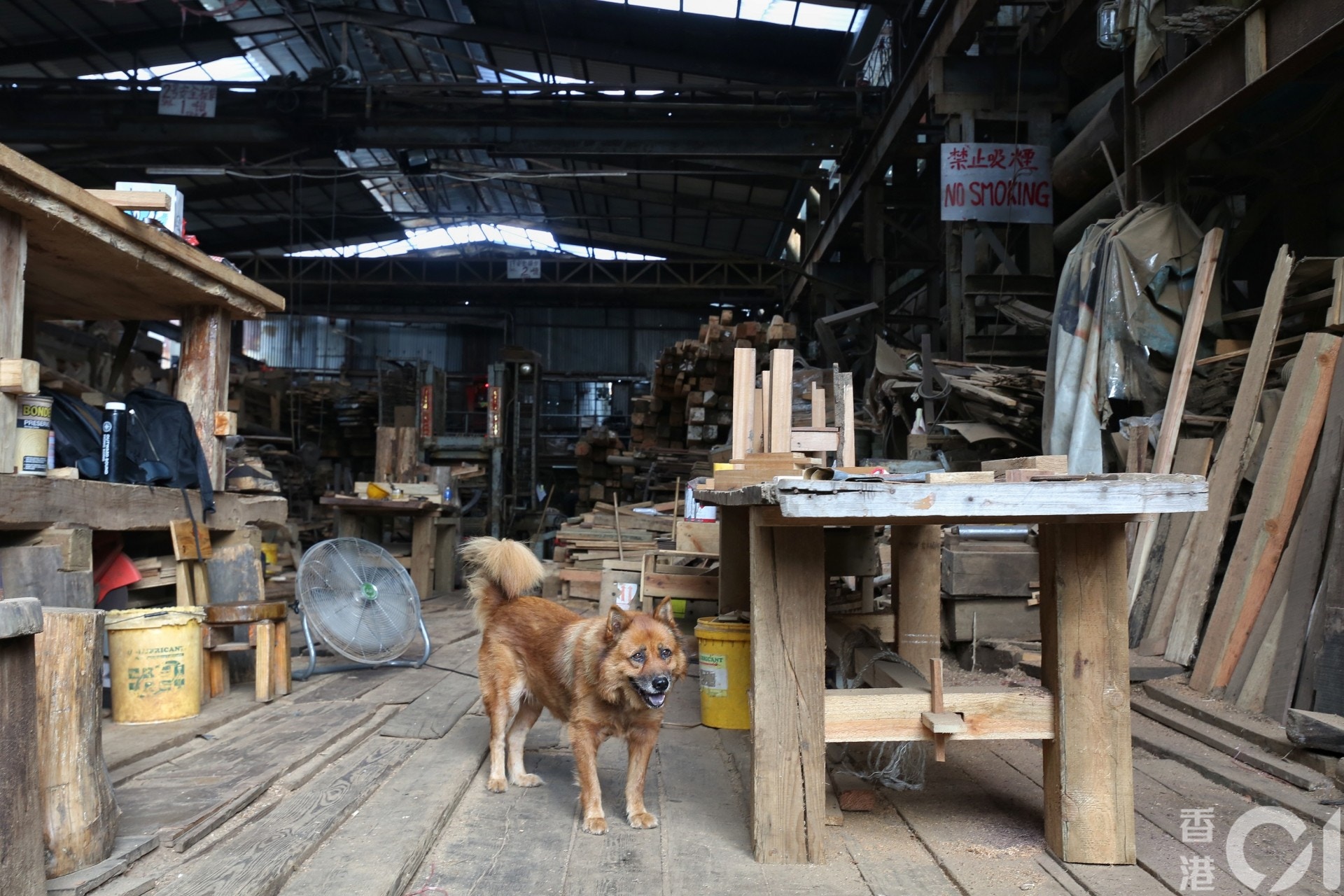 「志記鎅木廠」內有不少狗隻,去向仍然未明。(張浩維攝) 「志記鎅木廠」內有不少狗隻,去向仍然未明。(張浩維攝)