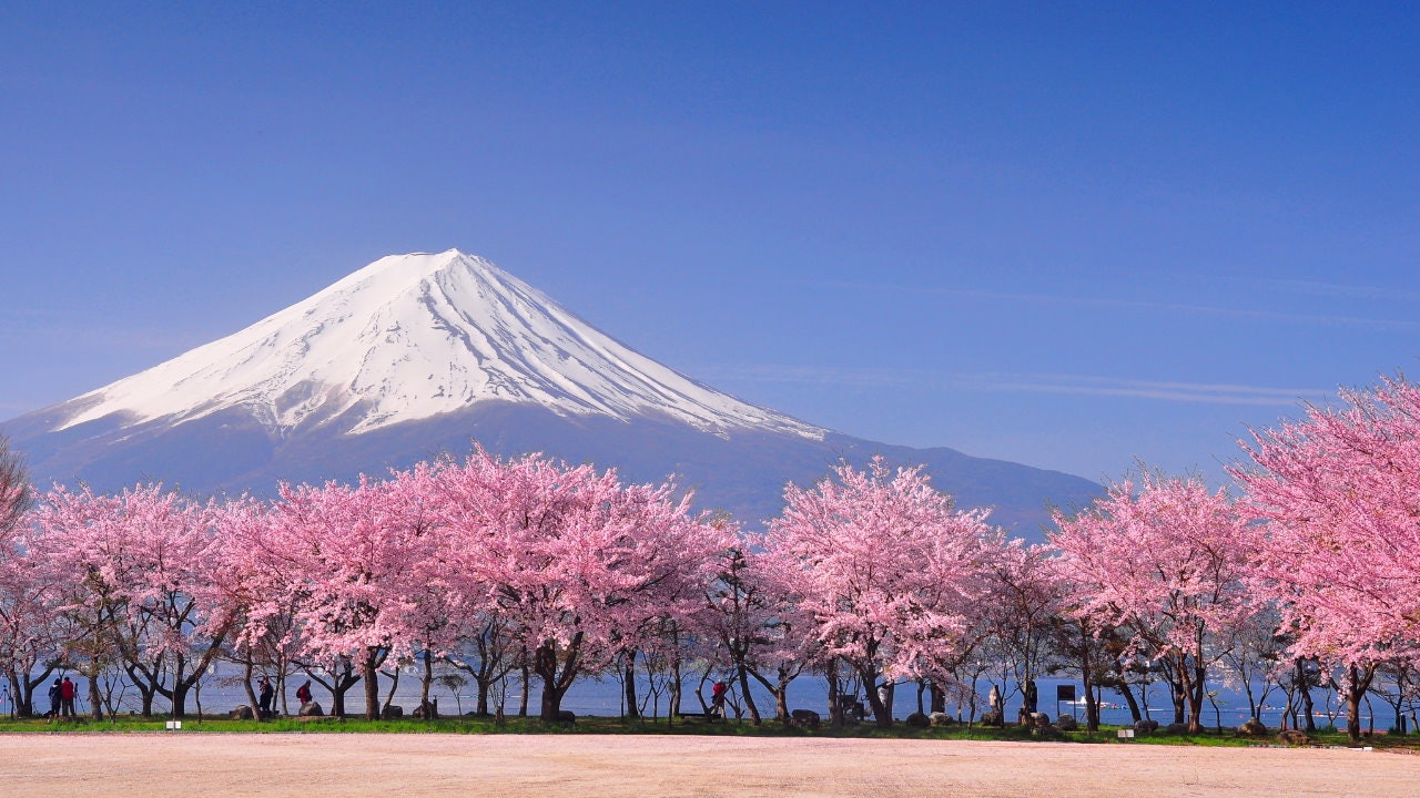【櫻花】「賞櫻」對日本人來說意味着什麼? 【櫻花】「賞櫻」對日本人來說意味着什麼?