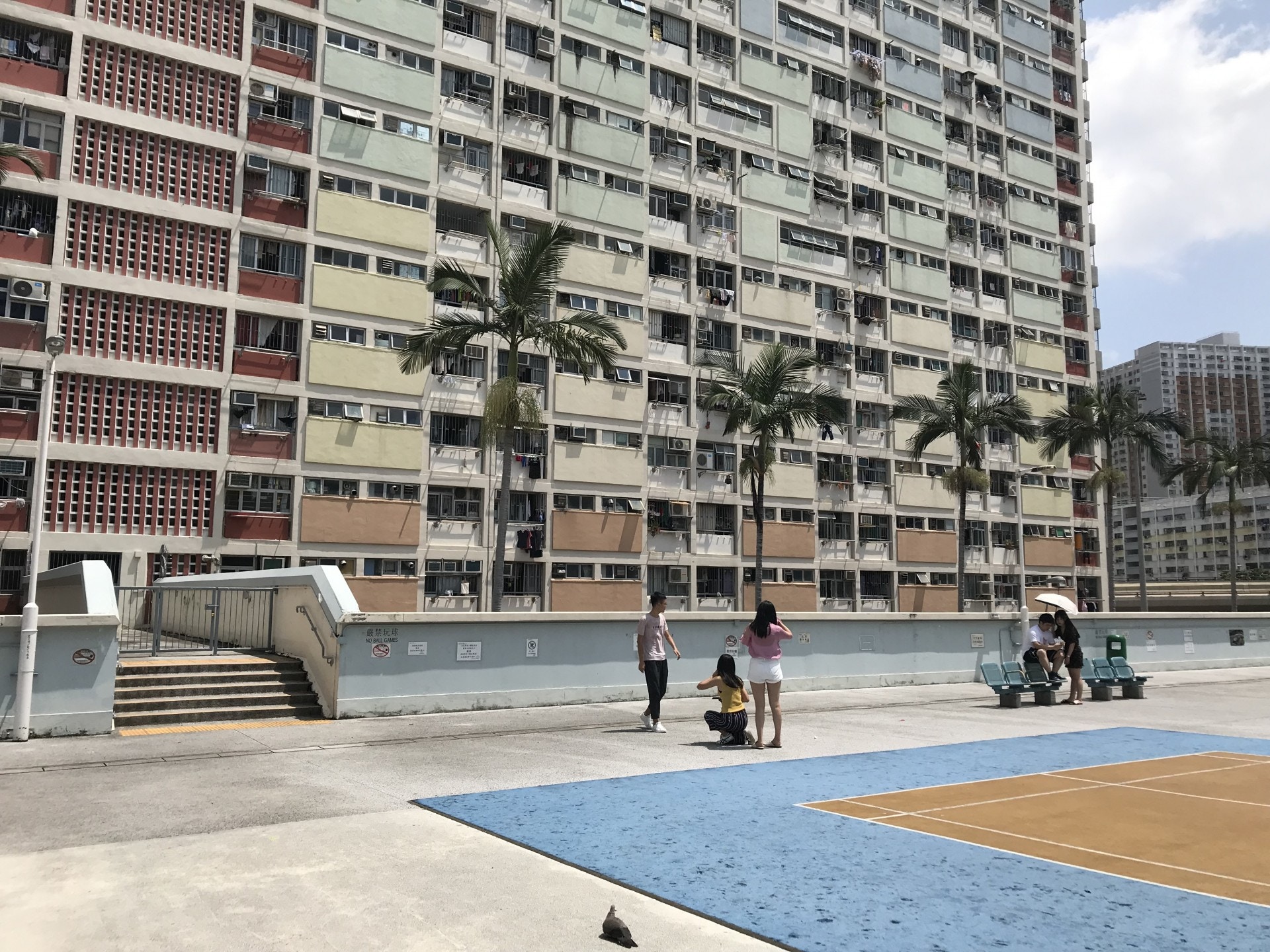 糞便樣本對病毒測試呈陽性反應的貓隻，為彩虹患者所飼養。（資料圖片）