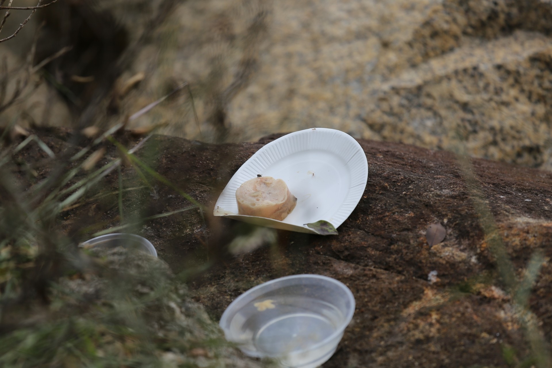 (倪禮碧攝) (倪禮碧攝)