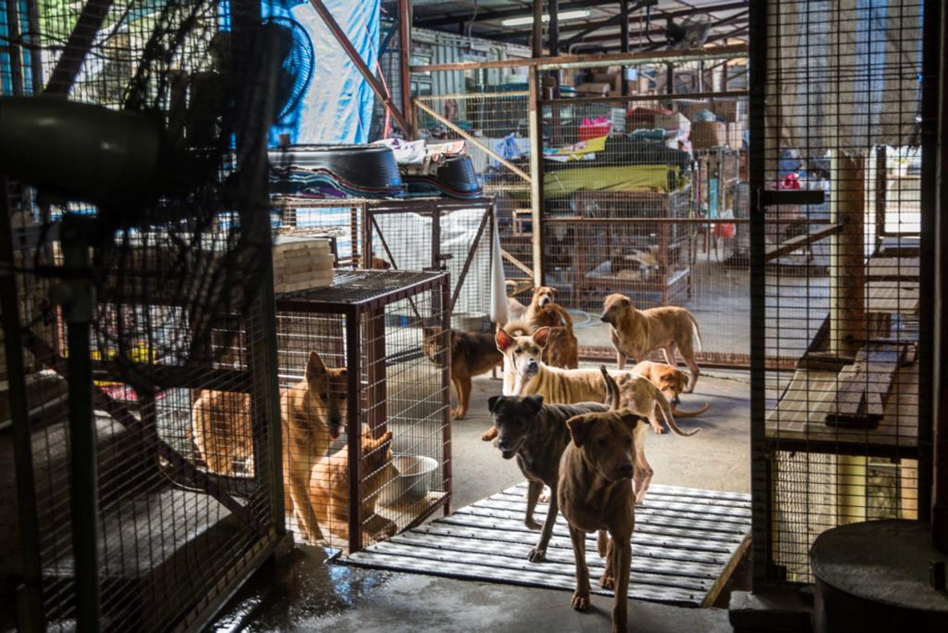 A Brief Introduction of Animal Shelter Of Love / 眾生緣流浪動物之家概述