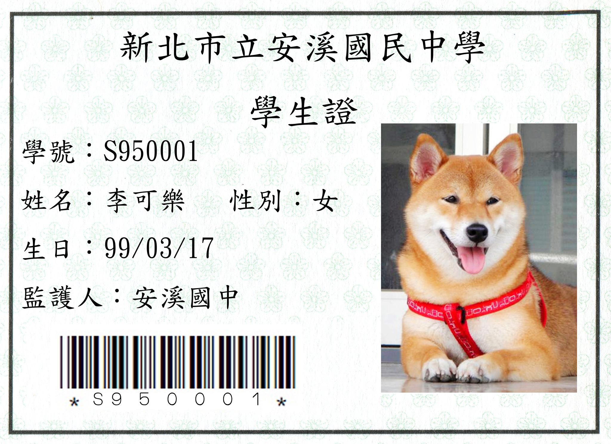 好可愛】台灣治癒系柴犬成新北市代言狗狗絕技為賣萌兼放牛